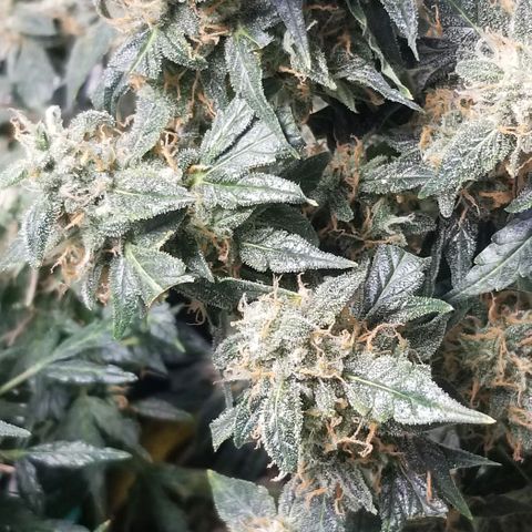 Gelato  growlog timeline photo