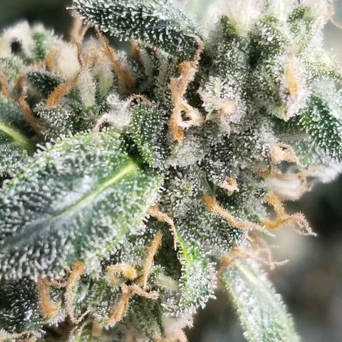 Gelato  growlog timeline photo