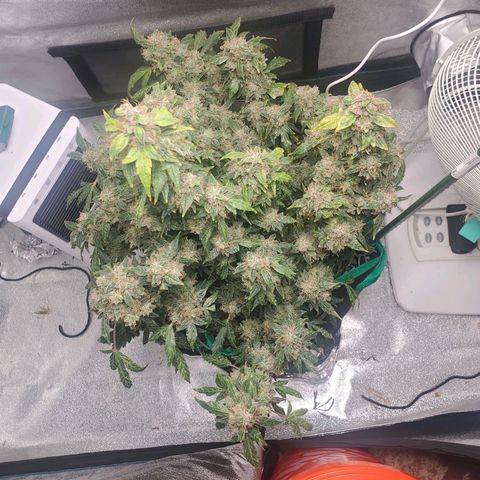 Gelato  growlog timeline photo