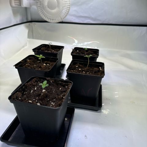 Girl Scout Cookies growlog timeline photo
