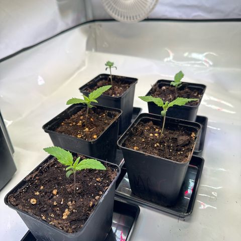 Girl Scout Cookies growlog timeline photo