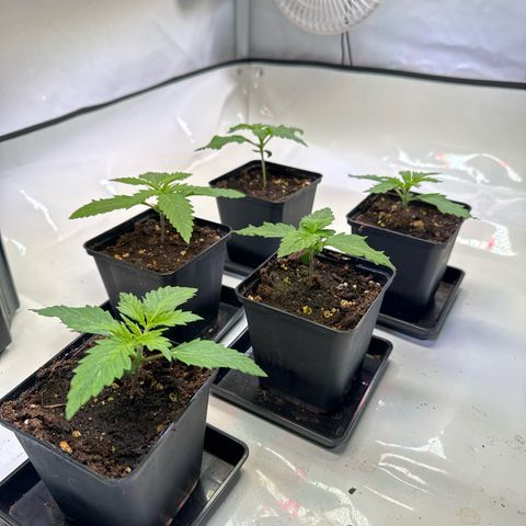 Girl Scout Cookies growlog timeline photo