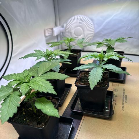 Girl Scout Cookies growlog timeline photo