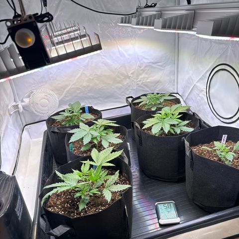 Girl Scout Cookies growlog timeline photo