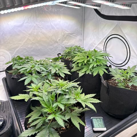 Girl Scout Cookies growlog timeline photo