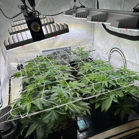 Girl Scout Cookies growlog timeline photo