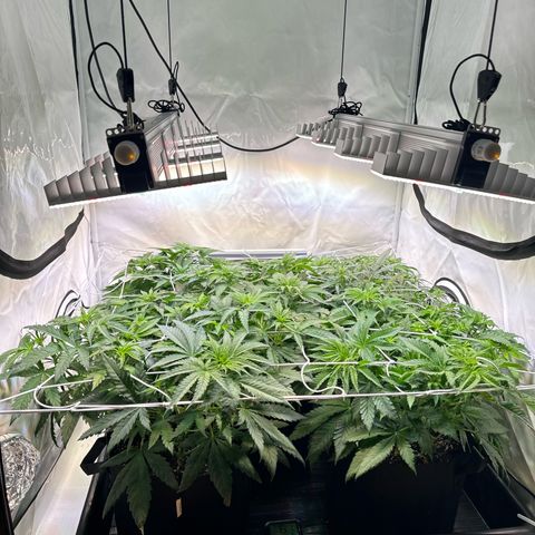 Girl Scout Cookies growlog timeline photo