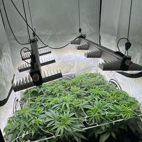 Girl Scout Cookies growlog timeline photo