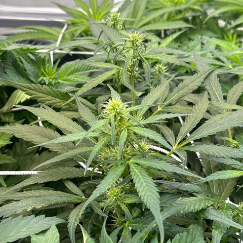 Girl Scout Cookies growlog timeline photo