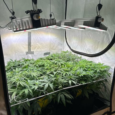 Girl Scout Cookies growlog timeline photo