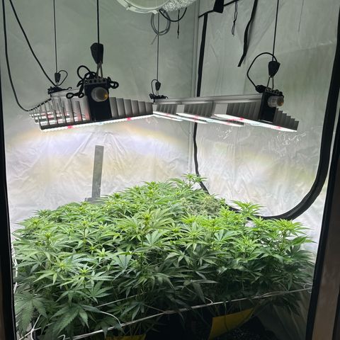 Girl Scout Cookies growlog timeline photo