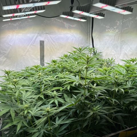 Girl Scout Cookies growlog timeline photo