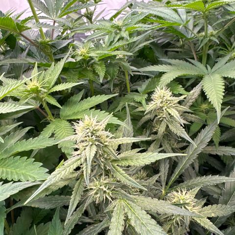 Girl Scout Cookies growlog timeline photo