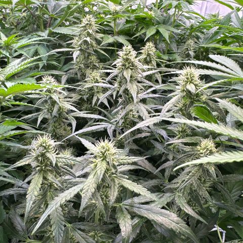 Girl Scout Cookies growlog timeline photo