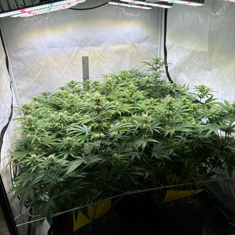 Girl Scout Cookies growlog timeline photo