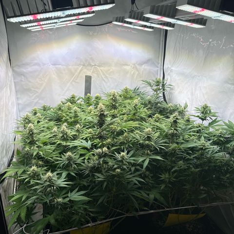Girl Scout Cookies growlog timeline photo