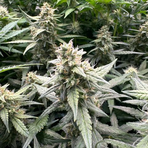 Girl Scout Cookies growlog timeline photo