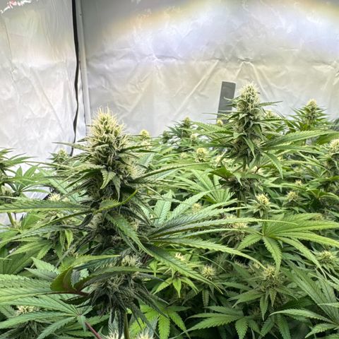 Girl Scout Cookies growlog timeline photo