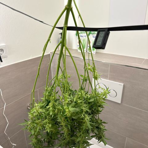 Girl Scout Cookies growlog timeline photo