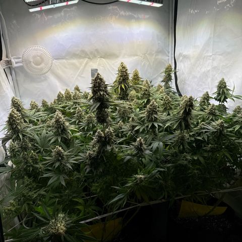 Girl Scout Cookies growlog timeline photo