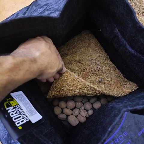 Hulk Berry growlog photo: Dia do transplante para vaso de feltro 15 litros com solo orgânico.