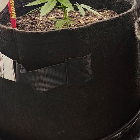 Mimosa Evo growlog timeline photo