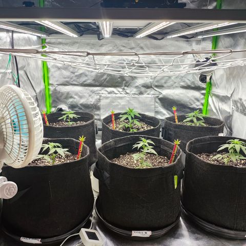 Hulk Berry growlog timeline photo
