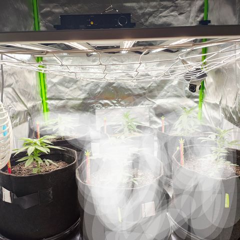 Mimosa Evo growlog timeline photo