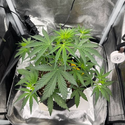Blue Cheese Automatic growlog timeline photo