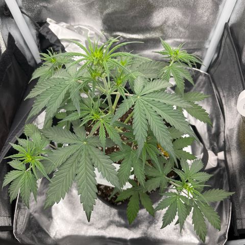 Blue Cheese Automatic growlog timeline photo