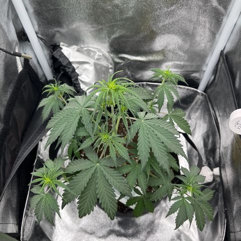 Blue Cheese Automatic growlog timeline photo