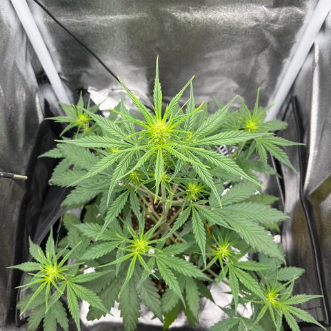 Blue Cheese Automatic growlog timeline photo
