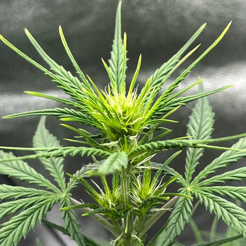 Blue Cheese Automatic growlog timeline photo