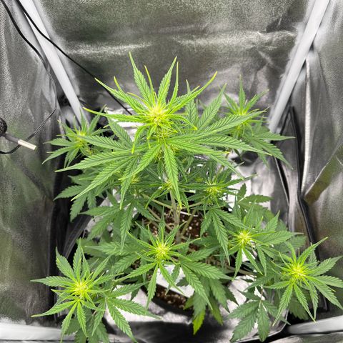 Blue Cheese Automatic growlog timeline photo