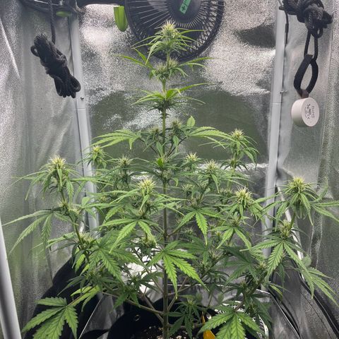 Blue Cheese Automatic growlog timeline photo