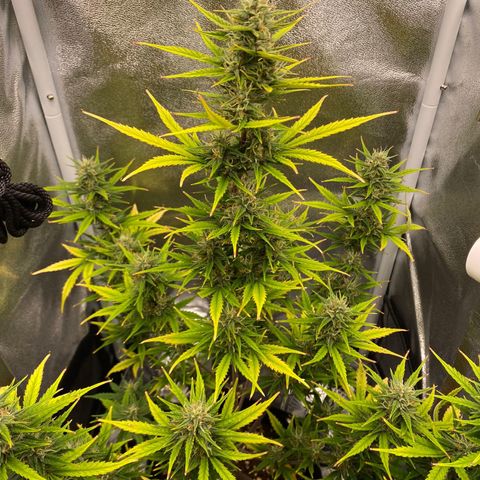 Blue Cheese Automatic growlog timeline photo