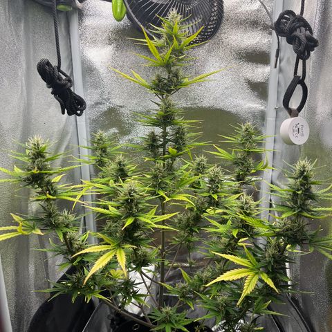 Blue Cheese Automatic growlog timeline photo
