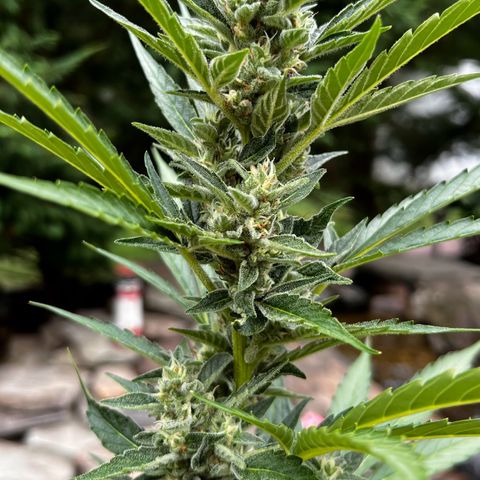 Runtz Autoflower  growlog photo: Water today 83 degrees 77% humidity 