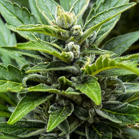 Runtz Autoflower  growlog photo: Water today 83 degrees 77% humidity 