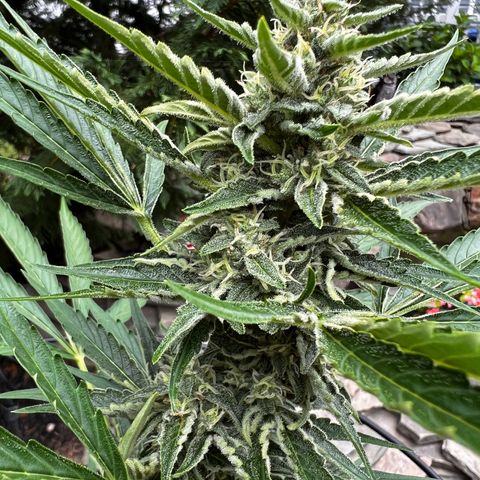 Runtz Autoflower  growlog photo: Water today 83 degrees 77% humidity 