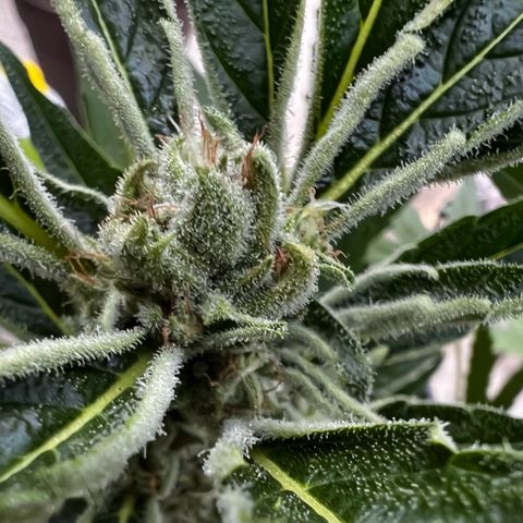 Runtz Autoflower  growlog timeline photo
