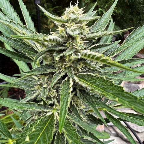 Runtz Autoflower  growlog timeline photo