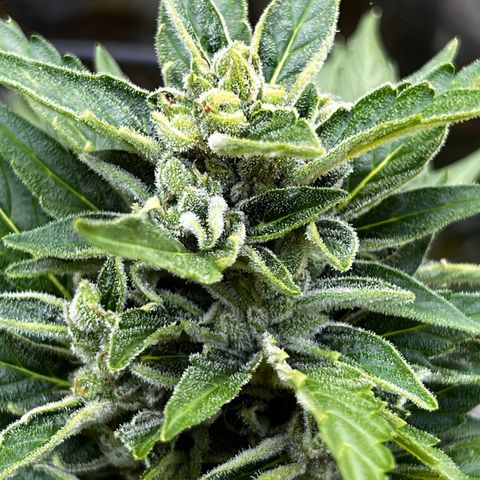 Runtz Autoflower  growlog timeline photo