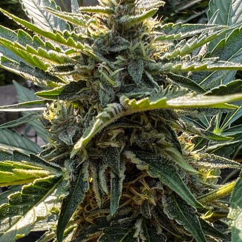 Runtz Autoflower  growlog timeline photo