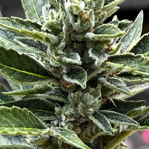 Runtz Autoflower  growlog timeline photo