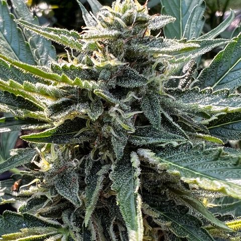 Runtz Autoflower  growlog timeline photo