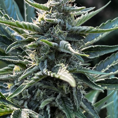Runtz Autoflower  growlog timeline photo