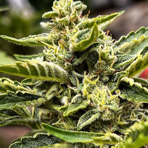 Runtz Autoflower  growlog timeline photo