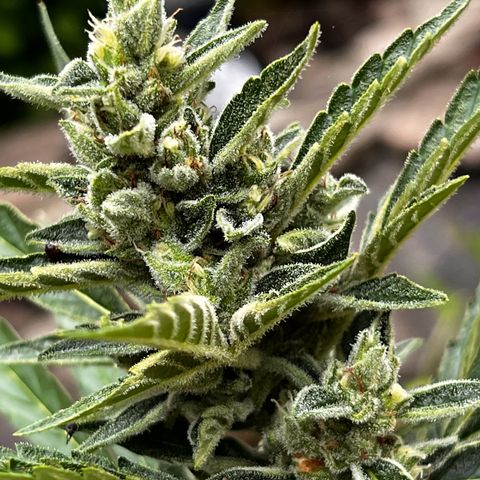 Runtz Autoflower  growlog timeline photo