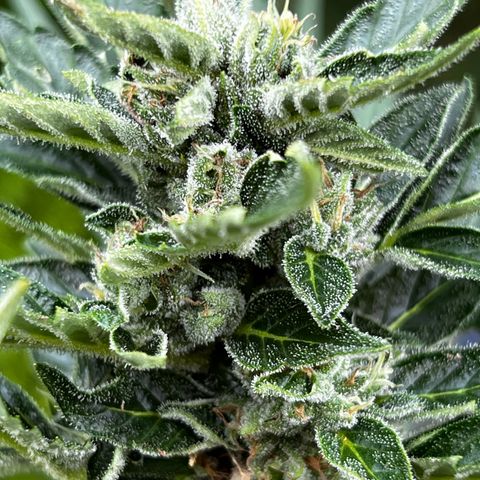 Runtz Autoflower  growlog timeline photo